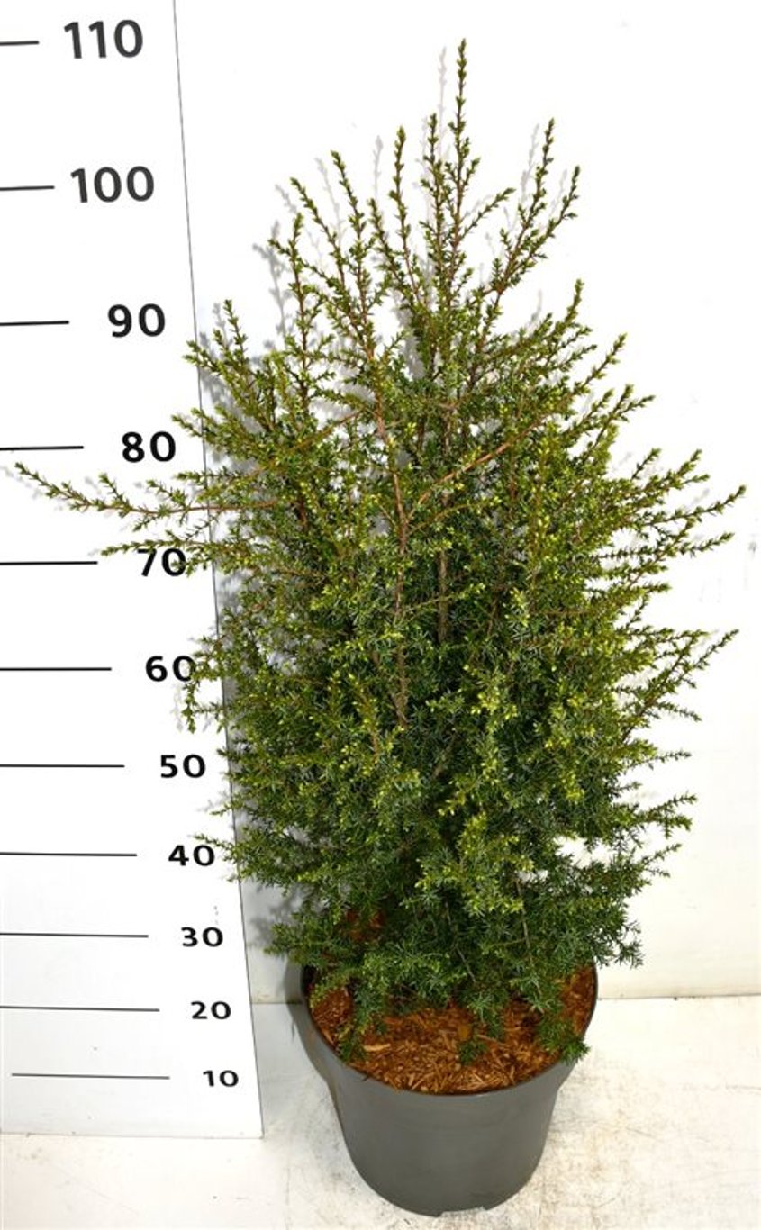 Juniperus comm. 'Suecica' - C12 60-80 CM